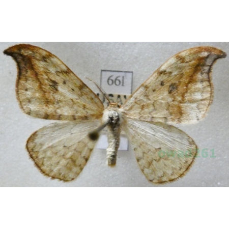 Drepana falcataria (Linnaeus, 1758) male Wycinka sierpianka Czech66l